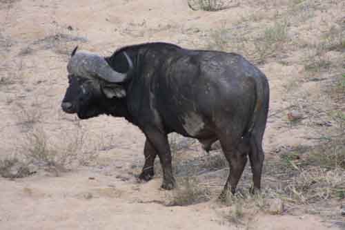 Cape Buffalo